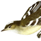 Dispersal Vectors