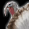 Turkey Shooter 3D