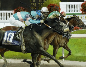 horses