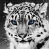 /image/armatar_1289_120.120_c_ou.png