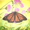 /image/armatar_591_120.120_c_ou.png